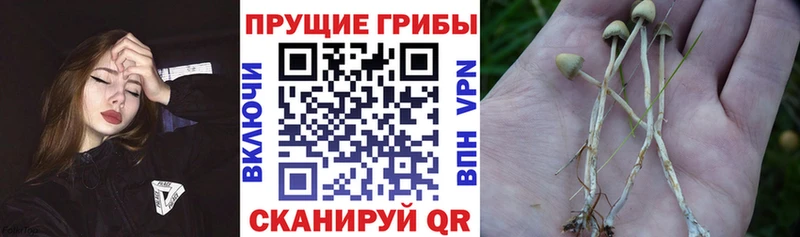 Псилоцибиновые грибы мицелий  дарнет шоп  Семилуки 